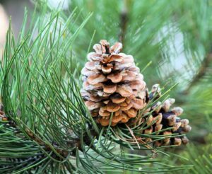 Perfumes for Christmas