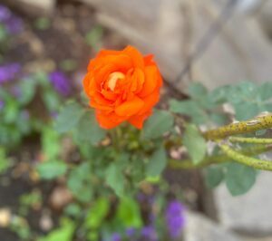 Perfume that smells like flowers