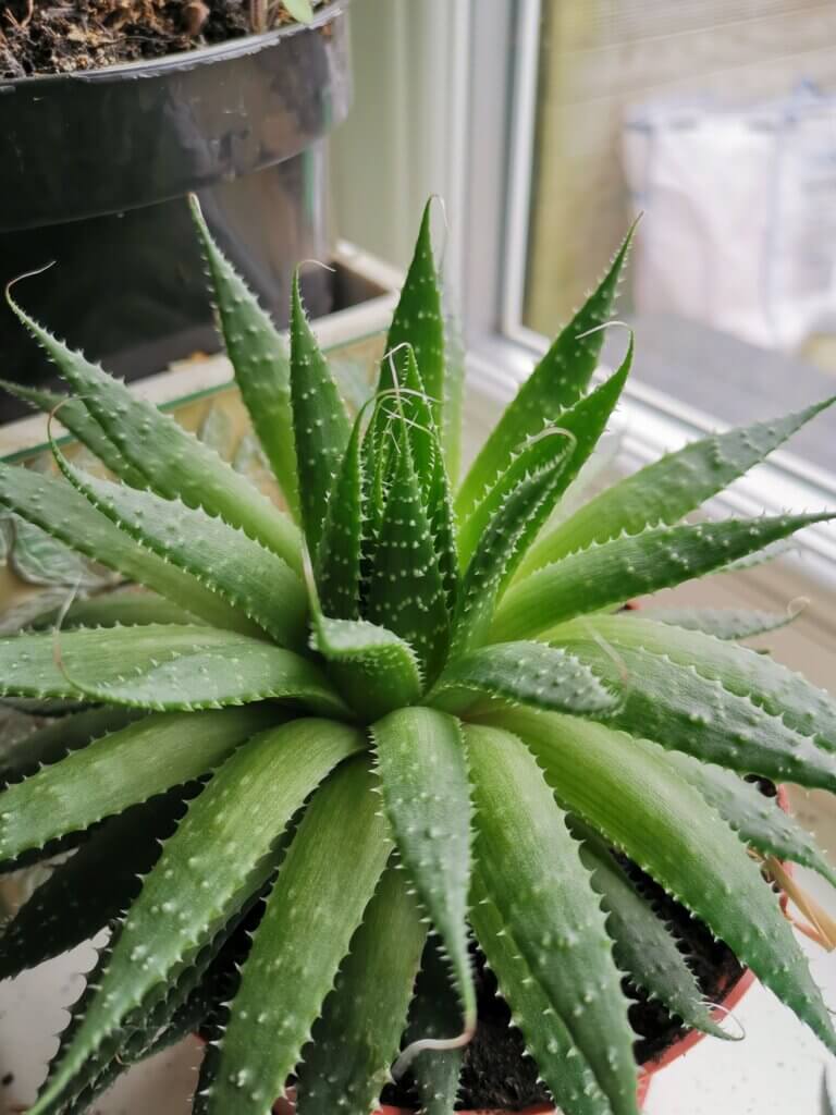 Aloe vera face wash 